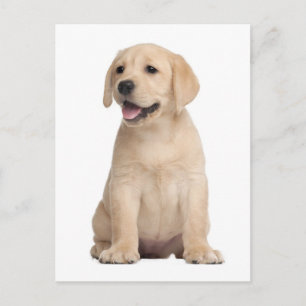 Tarjeta postal de cachorro de Labrador Retriever a