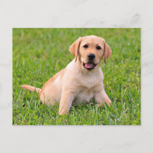 Tarjeta postal de cachorro de Labrador Retriever a