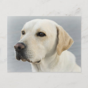 Tarjeta postal de cachorro de Labrador Retriever a