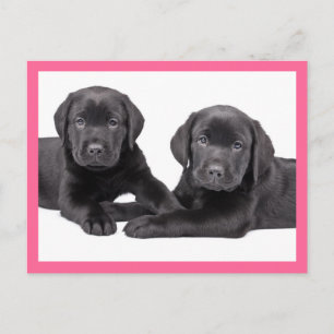 Tarjeta postal de cachorro de Labrador Retriever n