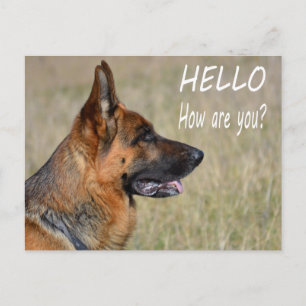 Tarjeta Postal de Cachorro de Pastor Alemán Hello