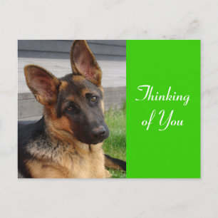 Tarjeta Postal de Cachorro de Pastor Alemán Pensan