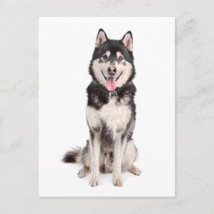 Tarjeta Postal de Cachorro de Perro Alaskan Malamu