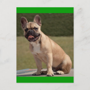 Tarjeta Postal de Cachorro de Perro Bulldog Francé