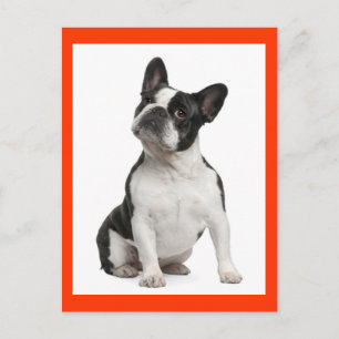 Tarjeta Postal de Cachorro de Perro Bulldog Francé