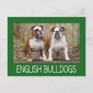 Tarjeta postal de cachorro de perro Bulldog inglés