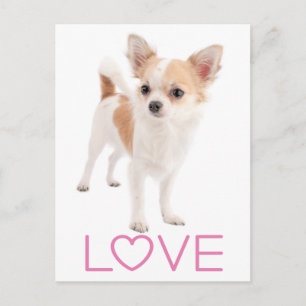 Tarjeta Postal de Cachorro de Perro Chihuahua de P
