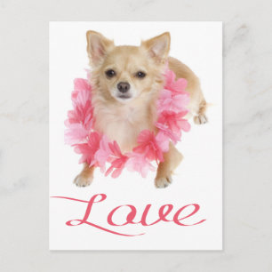 Tarjeta Postal de Cachorro de Perro Chihuahua de P