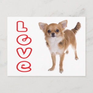 Tarjeta Postal de Cachorro de Perro Chihuahua de P