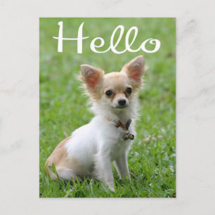 Tarjeta Postal de Cachorro de Perro Chihuahua de P