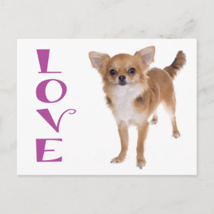 Tarjeta Postal de Cachorro de Perro Chihuahua de P