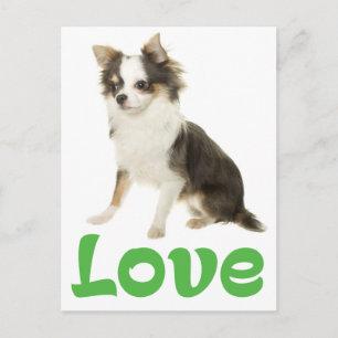 Tarjeta Postal de Cachorro de Perro Chihuahua de P
