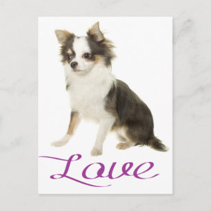 Tarjeta Postal de Cachorro de Perro Chihuahua de P
