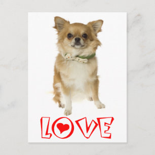 Tarjeta Postal de Cachorro de Perro Chihuahua de P