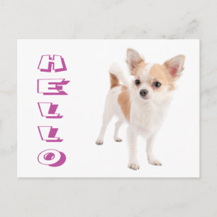 Tarjeta Postal de Cachorro de Perro Chihuahua de P
