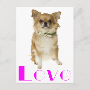 Tarjeta Postal de Cachorro de Perro Chihuahua de P