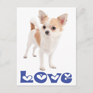 Tarjeta Postal de Cachorro de Perro Chihuahua de P