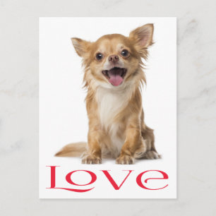 Tarjeta Postal de Cachorro de Perro Chihuahua de P