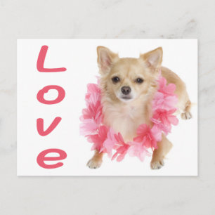 Tarjeta Postal de Cachorro de Perro Chihuahua de P
