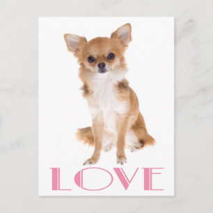 Tarjeta Postal de Cachorro de Perro Chihuahua de P
