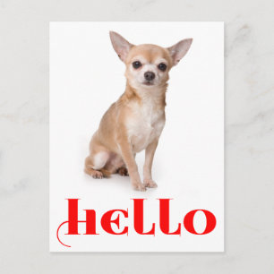 Tarjeta Postal de Cachorro de Perro Chihuahua Hola