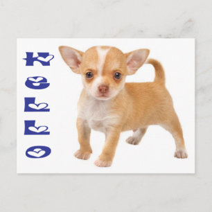 Tarjeta Postal de Cachorro de Perro Chihuahua Hola