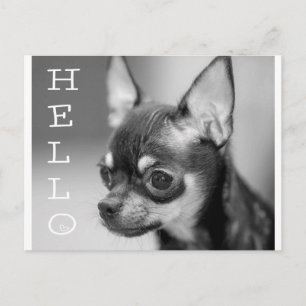 Tarjeta Postal de Cachorro de Perro Chihuahua Hola