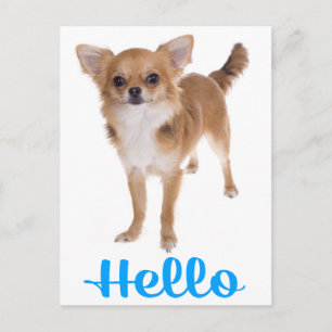 Tarjeta Postal de Cachorro de Perro Chihuahua Hola