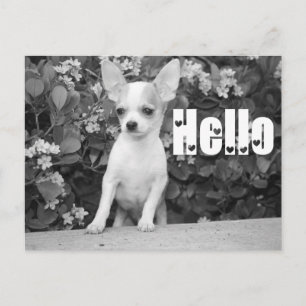 Tarjeta Postal de Cachorro de Perro Chihuahua Hola