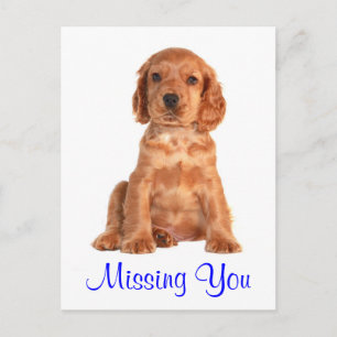 Tarjeta Postal de Cachorro de Perro de Caza Cocker