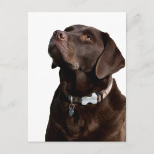 Tarjeta Postal de Cachorro de Perro Labrador Retri