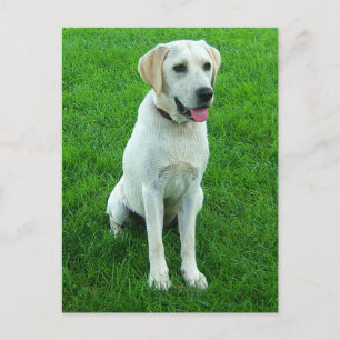 Tarjeta Postal de Cachorro de Perro Labrador Retri