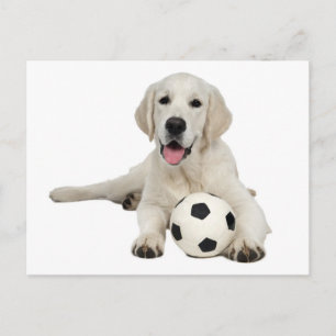 Tarjeta postal de cachorro de perro Labrador Retri