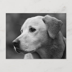 Tarjeta Postal de Cachorro de Perro Labrador Retri