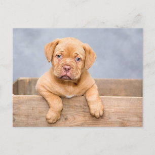 Tarjeta postal de cachorro de perro lindo