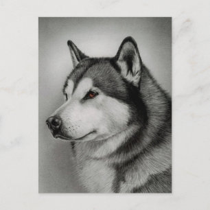 Tarjeta Postal de Cachorro de Perro Malamute de Al