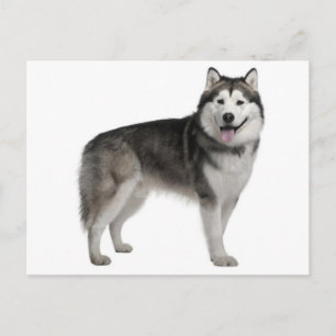 Tarjeta Postal de Cachorro de Perro Malamute de Al