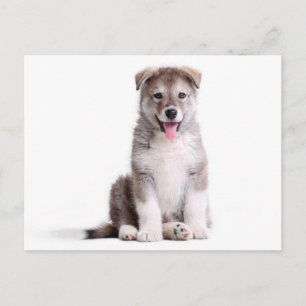 Tarjeta postal de cachorro de perro Malamute de Al