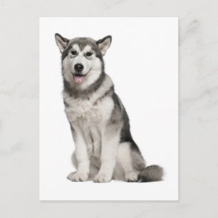 Tarjeta Postal de Cachorro de Perro Malamute de Al