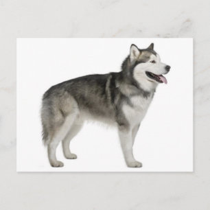 Tarjeta Postal de Cachorro de Perro Malamute de Al