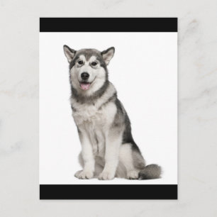 Tarjeta Postal de Cachorro de Perro Malamute de Al