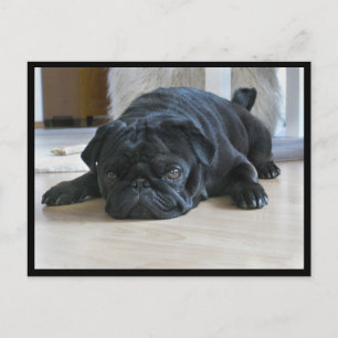 Tarjeta postal de cachorro de pug negro lindo y pe