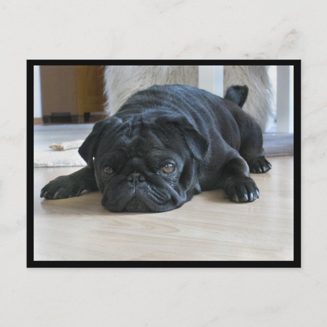 Tarjeta postal de cachorro de pug negro lindo y pe (Anverso)