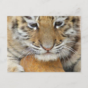 Tarjeta postal de cachorro de tigre