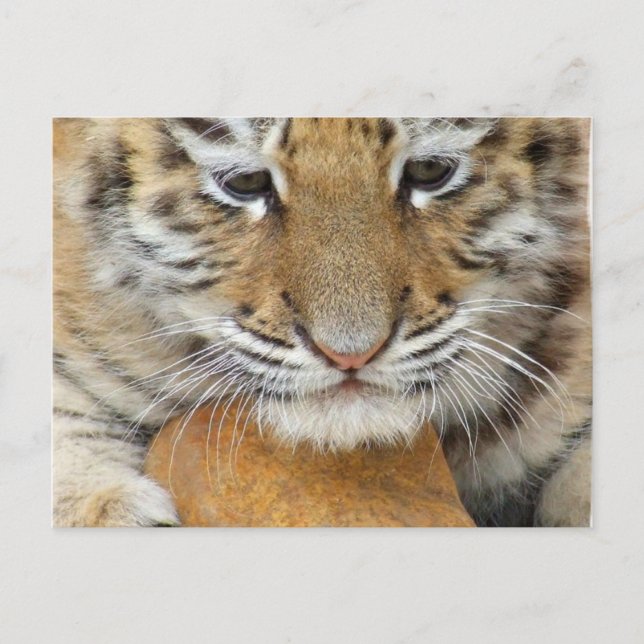 Tarjeta postal de cachorro de tigre (Anverso)