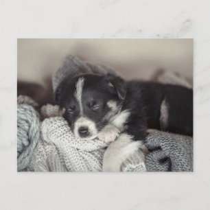 Tarjeta postal de cachorro durmiendo en vacaciones
