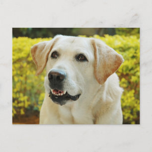 Tarjeta postal de cachorro Labrador Retriever