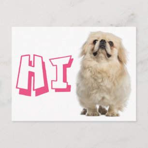 Tarjeta Postal de Cachorro Pequinés con Hola