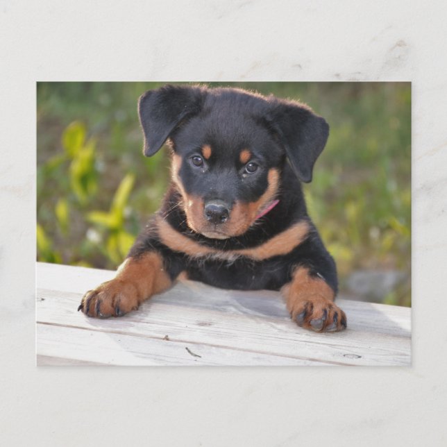 Tarjeta postal de cachorro Rottweiller (Anverso)