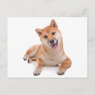 Tarjeta Postal de Cachorro Shiba Inu de Saludo